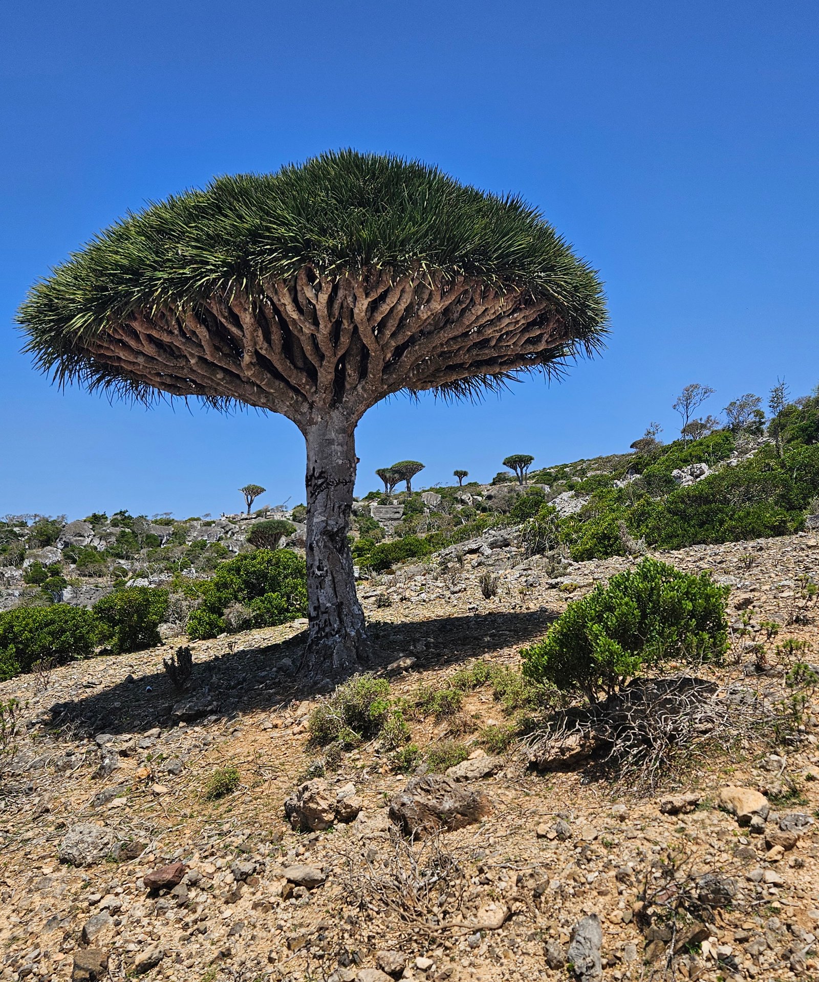 Socotra